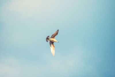 Low angle view of eagle flying in sky