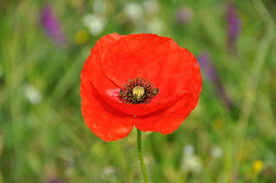 Close-up of red poppy flower