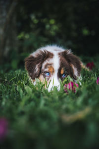 Portrait of dog on field