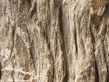 Full frame shot of tree trunk