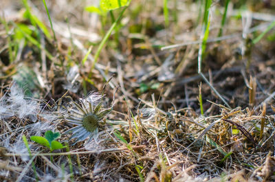 Close-up of flowers growing in field