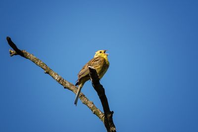 Low angle view of birds perched against clear blue sky