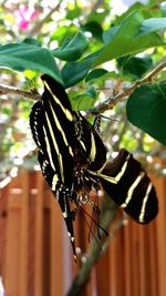 Close-up of butterfly on leaf