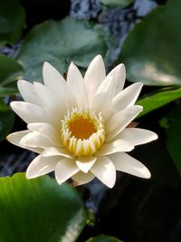 Close-up of white flower