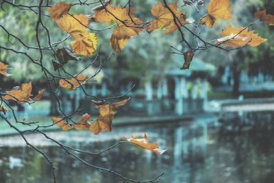 View of birds on leaves during autumn