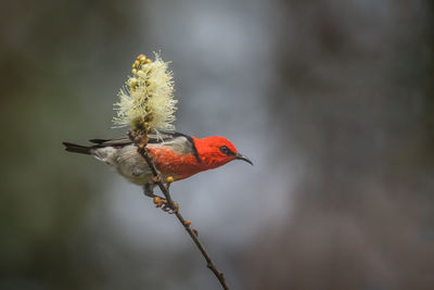 Close-up of a bird perching on twig