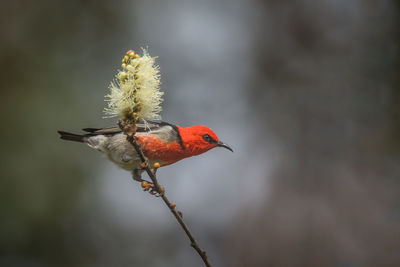 Close-up of red bird perching on branch