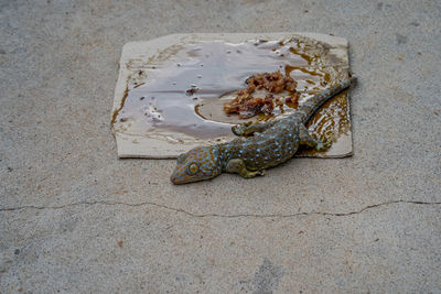 High angle view of lizard on sand