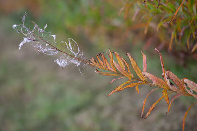 Close-up of dry leaves on plant