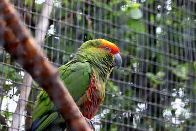 Close-up of parrot in cage