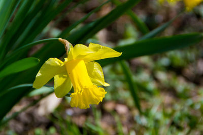 Close-up of yellow flowering plant