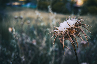 Close-up of dried plant on field