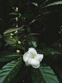 Close-up of flower blooming outdoors