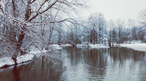 Bare trees by river during winter