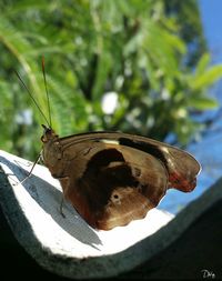 Close-up of butterfly on leaf