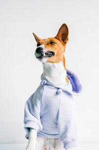 Portrait of a dog looking away over white background