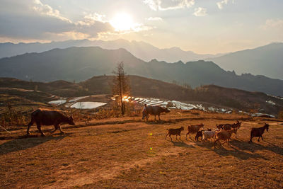 High angle view of cows and goats walking on land against sky during sunset