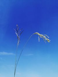 Low angle view of flowering plant against blue sky