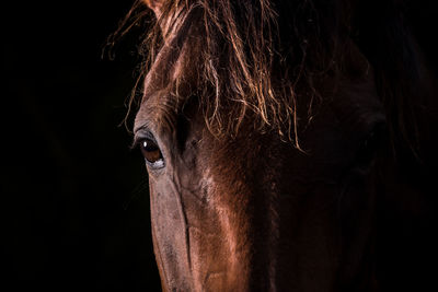 Close-up portrait of horse against black background