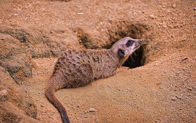 Lizard in a desert