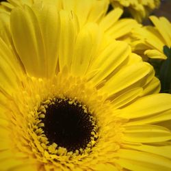 Full frame shot of sunflower