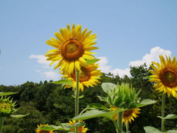 Close-up of sunflower on field against sky