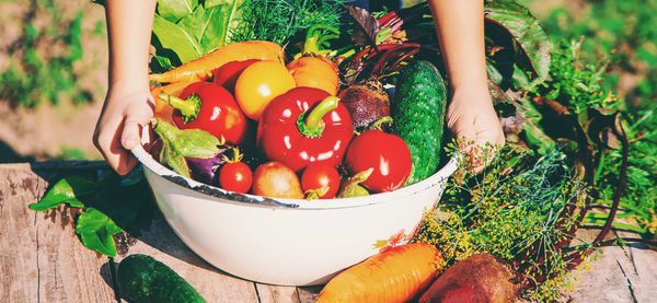 Midsection of woman picking tomatoes