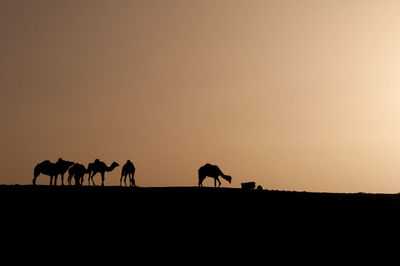 Silhouette horses on landscape against sky during sunset