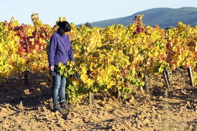 Woman holding grapes in vineyard during autumn