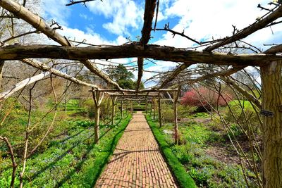 Footpath leading towards trees