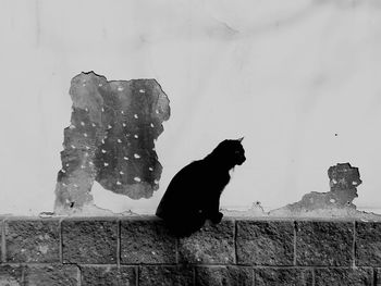 Cat sitting on wall