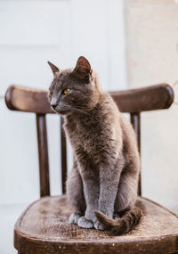 Cat sitting on table