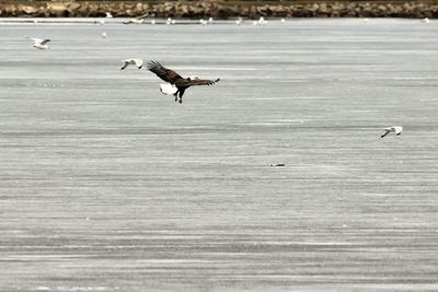 Seagulls flying over sea