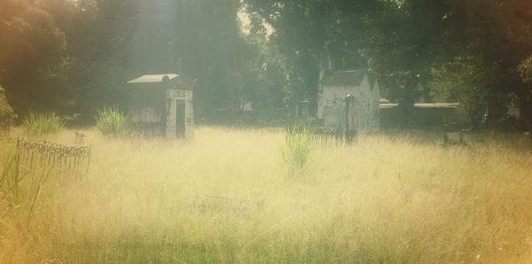 Trees on field