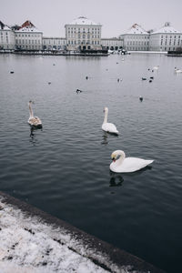 Swans swimming in lake against sky