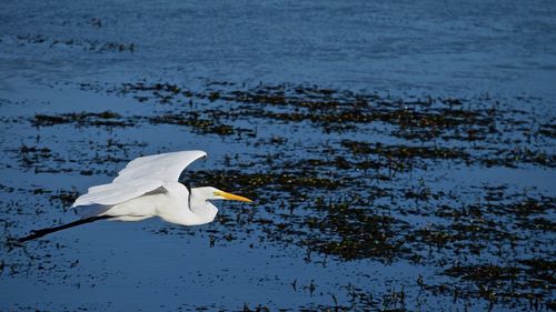 White swan on lake