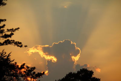 Low angle view of silhouette trees against sky at sunset