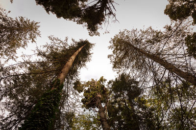 Low angle view of trees against sky