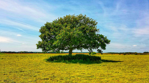 Tree on field against sky