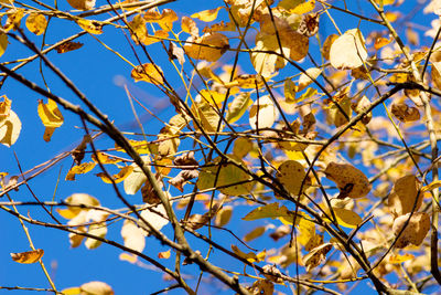 Low angle view of flowering tree against blue sky