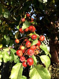 Low angle view of fruits on tree