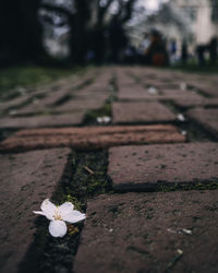 Close-up of white flower on footpath