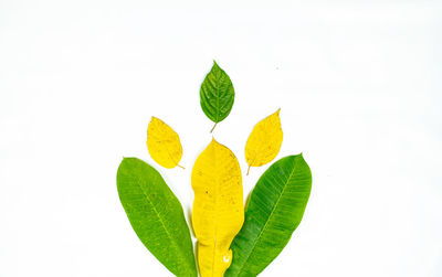 Close-up of yellow leaves against white background