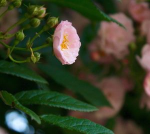 Close-up of pink flowers