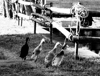 Birds on grass