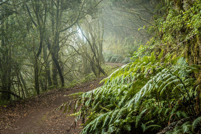 Scenic view of forest in fog