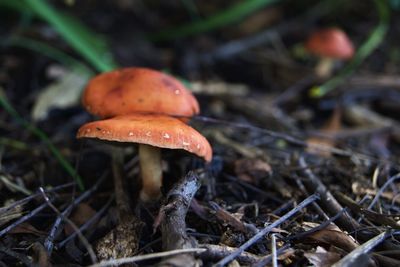 Close-up of mushroom growing on field