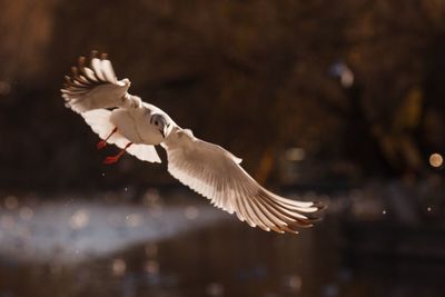 Bird flying over white background