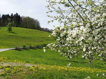 Scenic view of flowering trees on field