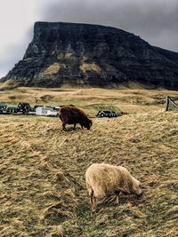 Sheep grazing on field against mountain